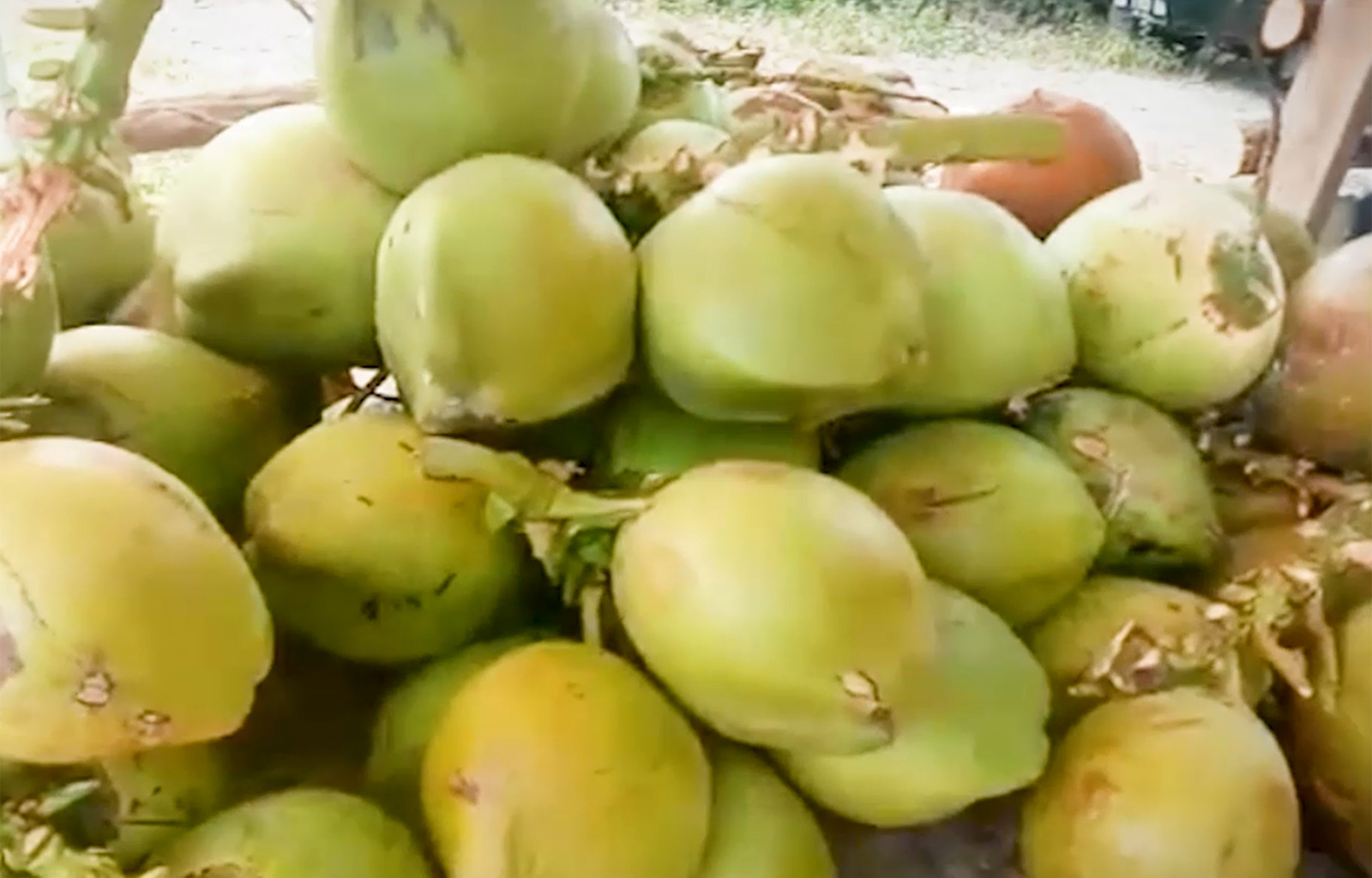 Coconuts 2500